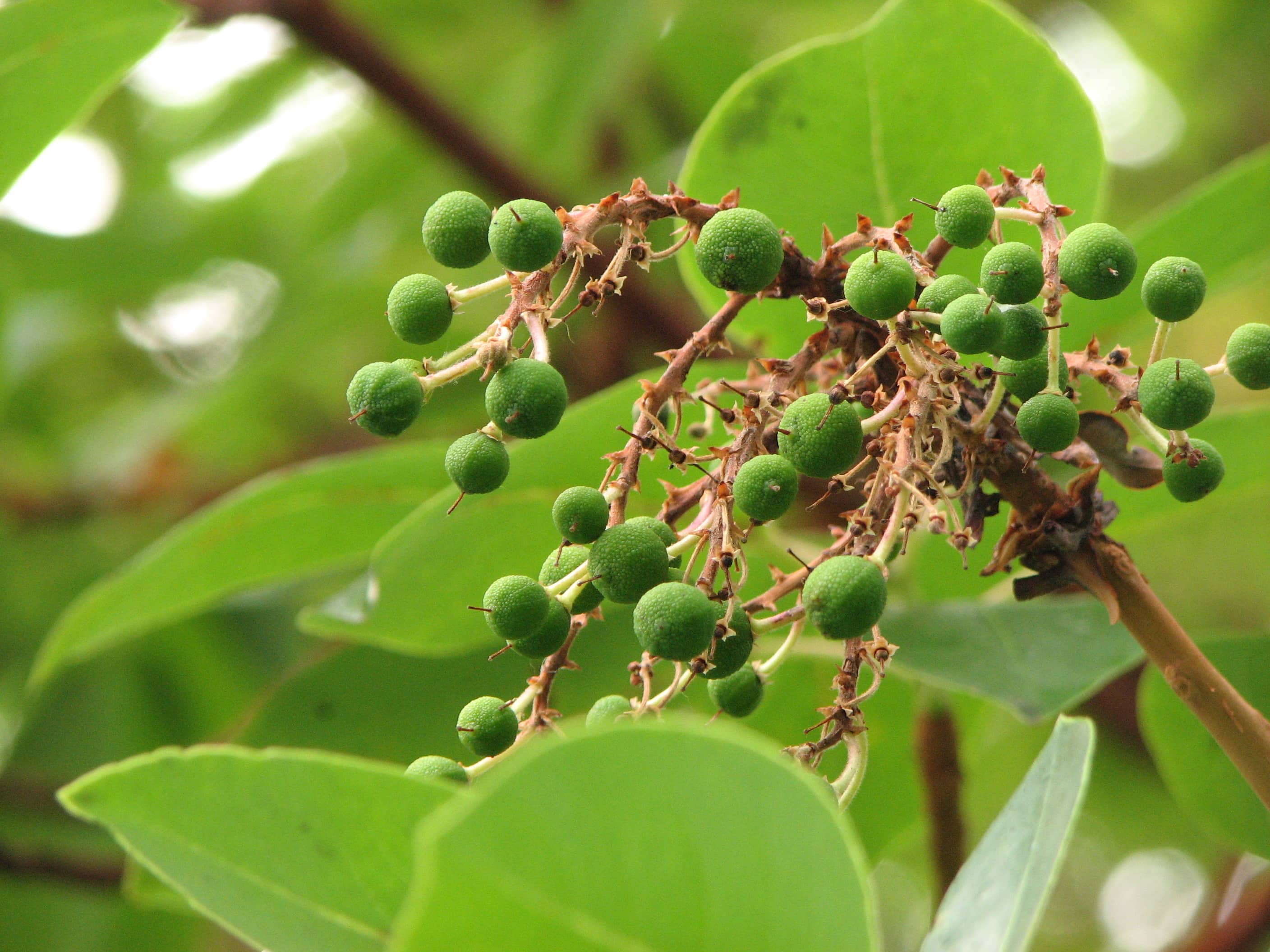 Green_pea_like_berry_growth_on_tree_branch